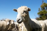 agriculture;Animal;Animals;breed;Countryside;Daytime;drysdale;drysdales;face;farm;Farm-animals;farming;farmland;farms;Farmyard;field;fields;Herbivore;Herbivores;Herbivorous;kaikoura;Livestock;Mammal;Mammals;marlborough;new-zealand;Outdoor;Outdoors;Outside;Rural;Sheep;south-island;stock;stock-yard;stockyard;wool;woolly;wooly