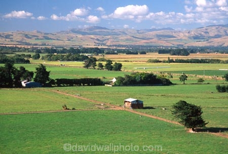 farm;rural;grass;agriculture;farming;farms;pasture;paddock;paddocks;field;fields;meadow;meadows;pastures;wairarapa;north-island;golden;trees;tree;hayshed;farmland;martinborough;lush;green;verdant;fertile