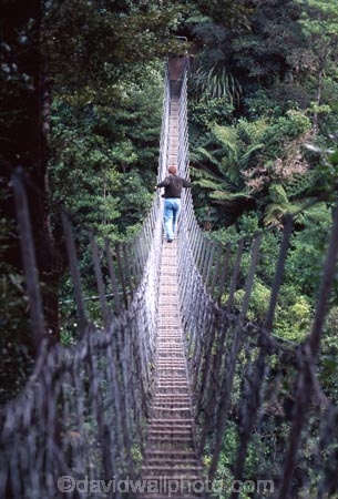 trees;wood;timber;forests;forest;native;bush;foiliage;flora;botany;fern;ferns;punga;ponga;tararua;tararuas;range;ranges;tararua-ranges;waiohine-river;tararua-forest-park;park;parks;conservation;north-island;green;suspension-bridge;swing-bridge;wire-bridge;bridge;bridges;pedestrian;foot-bridge;hiking;hiker;hike;walk;walker;walking;walkers;hikers;tramp;trampers;tramper;tramping;river;rivers