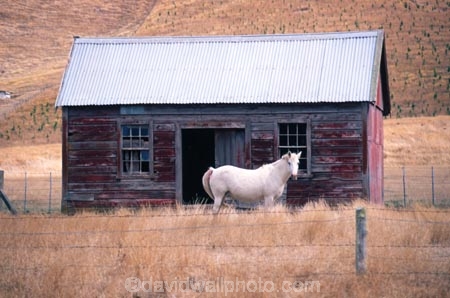 farm;rural;grass;agriculture;farming;farms;pasture;paddock;paddocks;field;fields;meadow;meadows;pastures;wairarapa;north-island;golden;horse;horses;white;shed;sheds;derelict;cottage;cottages;old;historic;historical;red;dry;drought;Waipukerau;farmland
