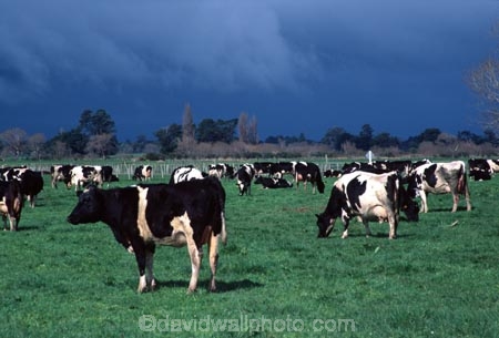 dairy;cow;milk;milking;farm;rural;grass;cows;calves;agriculture;farming;farms;pasture;paddock;paddocks;field;fields;meadow;meadows;pastures;black;white;beef;wairarapa;north-island;storm;approaching-storm;cloud;clouds;cloudy;storm-clouds;carterton;weather