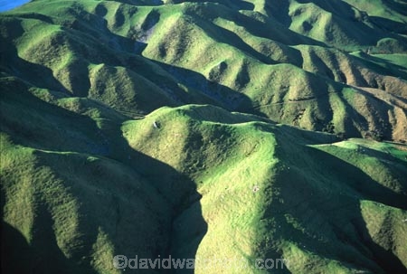 farm;rural;grass;agriculture;farming;farms;pasture;paddock;paddocks;field;fields;meadow;meadows;pastures;north-island;golden;trees;tree;farmland;lush;green;verdant;fertile;hill;hills;hilly;steep;kapiti;folded;valley;valleys;ridge;ridges;pukerua-bay;aerial;aerials