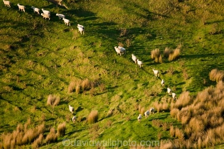 agricultural;agriculture;country;countryside;farm;farming;farmland;farms;field;fields;Hikawera;Hinakura;Martinborough;meadow;meadows;N.I.;N.Z.;New-Zealand;NI;North-Island;NZ;paddock;paddocks;pasture;pastures;rural;sheep;stock;Wairarapa