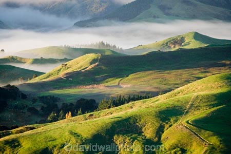 agricultural;agriculture;cloud;cloudy;country;countryside;early-morning;farm;farming;farmland;farms;field;fields;fog;foggy;Hikawera;Hinakura;Martinborough;meadow;meadows;mist;misty;N.I.;N.Z.;New-Zealand;NI;North-Island;NZ;paddock;paddocks;pasture;pastures;rural;Wairarapa