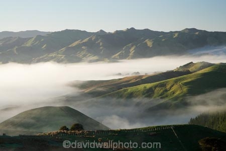 agricultural;agriculture;cloud;cloudy;country;countryside;early-morning;farm;farming;farmland;farms;field;fields;fog;foggy;Hikawera;Hinakura;Martinborough;meadow;meadows;mist;misty;N.I.;N.Z.;New-Zealand;NI;North-Island;NZ;paddock;paddocks;pasture;pastures;rural;Wairarapa