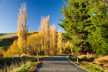 autuminal;autumn;autumn-colour;autumn-colours;autumnal;color;colors;colour;colours;deciduous;driving;fall;highway;highways;Hikawera;Hinakura;leaf;leaves;Martinborough;N.I.;N.Z.;New-Zealand;NI;North-Island;NZ;open-road;open-roads;poplar;poplars;road;road-trip;roads;season;seasonal;seasons;straight;transport;transportation;travel;traveling;travelling;tree;trees;trip;Wairarapa