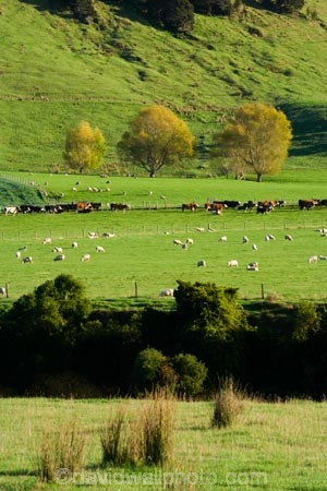 agricultural;agriculture;autuminal;autumn;autumnal;cattle;color;colors;colour;colours;country;countryside;cows;deciduous;fall;farm;farming;farmland;farms;field;fields;leaf;leaves;meadow;meadows;N.I.;N.Z.;New-Zealand;NI;North-Island;NZ;paddock;paddocks;pasture;pastures;rural;season;seasonal;seasons;sheep;stock;Tablelands;tree;trees;Wairarapa