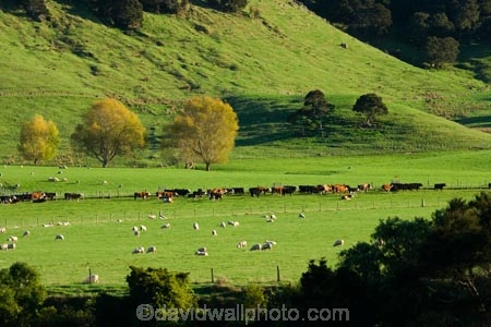 agricultural;agriculture;autuminal;autumn;autumnal;cattle;color;colors;colour;colours;country;countryside;cows;deciduous;fall;farm;farming;farmland;farms;field;fields;leaf;leaves;meadow;meadows;N.I.;N.Z.;New-Zealand;NI;North-Island;NZ;paddock;paddocks;pasture;pastures;rural;season;seasonal;seasons;sheep;stock;Tablelands;tree;trees;Wairarapa