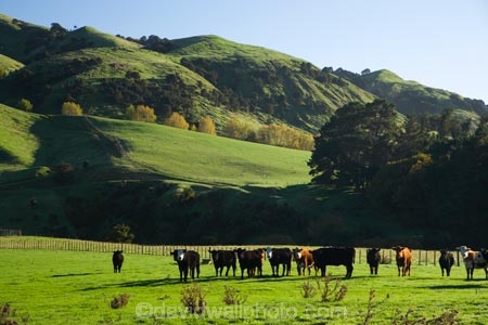 agricultural;agriculture;cattle;country;countryside;cows;farm;farming;farmland;farms;field;fields;meadow;meadows;N.I.;N.Z.;New-Zealand;NI;North-Island;NZ;paddock;paddocks;pasture;pastures;rural;Tablelands;Wairarapa