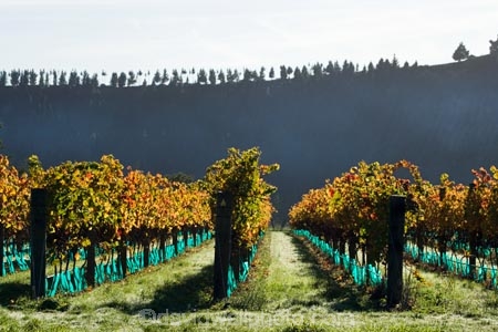 agricultural;agriculture;autuminal;autumn;autumn-colour;autumn-colours;autumnal;color;colors;colour;colours;country;countryside;crop;crops;cultivation;deciduous;fall;farm;farming;farmland;farms;field;fields;grape;grapes;grapevine;horticulture;leaf;leaves;Martinborough;Martinborough-Wineries;Martinborough-Winery;Martins-Road-Vineyard;N.I.;N.Z.;New-Zealand;NI;North-Island;NZ;orange;row;rows;rural;season;seasonal;seasons;Te-Kairanga-Vineyard;Te-Kairanga-Vineyards;Te-Kairanga-Wines;tree;trees;vine;vines;vineyard;vineyards;vintage;Wairarapa;wine;wineries;winery;wines;yellow