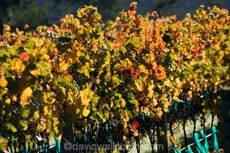 agricultural;agriculture;autuminal;autumn;autumn-colour;autumn-colours;autumnal;color;colors;colour;colours;country;countryside;crop;crops;cultivation;deciduous;fall;farm;farming;farmland;farms;field;fields;grape;grapes;grapevine;horticulture;leaf;leaves;Martinborough;Martinborough-Wineries;Martinborough-Winery;Martins-Road-Vineyard;N.I.;N.Z.;New-Zealand;NI;North-Island;NZ;orange;row;rows;rural;season;seasonal;seasons;Te-Kairanga-Vineyard;Te-Kairanga-Vineyards;Te-Kairanga-Wines;tree;trees;vine;vines;vineyard;vineyards;vintage;Wairarapa;wine;wineries;winery;wines;yellow
