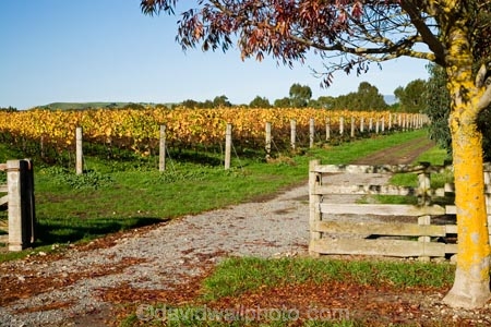 agricultural;agriculture;autuminal;autumn;autumn-colour;autumn-colours;autumnal;color;colors;colour;colours;country;countryside;crop;crops;cultivation;deciduous;East-Plain-Vineyard;fall;farm;farming;farmland;farms;field;fields;gateway;geateways;grape;grapes;grapevine;horticulture;leaf;leaves;Martinborough;Martinborough-Wineries;Martinborough-Winery;Martins-Road-Vineyard;N.I.;N.Z.;New-Zealand;NI;North-Island;NZ;orange;row;rows;rural;season;seasonal;seasons;Te-Kairanga;Te-Kairanga-Vineyard;Te-Kairanga-Vineyards;Te-Kairanga-Wines;tree;trees;vine;vines;vineyard;vineyards;vintage;Wairarapa;wine;wineries;winery;wines;yellow