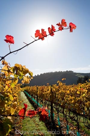 agricultural;agriculture;autuminal;autumn;autumn-colour;autumn-colours;autumnal;color;colors;colour;colours;country;countryside;crop;crops;cultivation;deciduous;fall;farm;farming;farmland;farms;field;fields;grape;grapes;grapevine;horticulture;leaf;leaves;Martinborough;Martinborough-Wineries;Martinborough-Winery;Martins-Road-Vineyard;N.I.;N.Z.;New-Zealand;NI;North-Island;NZ;orange;red;red-leaf;red-leaves;row;rows;rural;season;seasonal;seasons;Te-Kairanga-Vineyard;Te-Kairanga-Vineyards;Te-Kairanga-Wines;tree;trees;vine;vine-leaves;vines;vineyard;vineyards;vintage;Wairarapa;wine;wineries;winery;wines;yellow