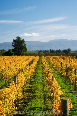 agricultural;agriculture;autuminal;autumn;autumn-colour;autumn-colours;autumnal;color;colors;colour;colours;country;countryside;crop;crops;cultivation;deciduous;fall;farm;farming;farmland;farms;field;fields;grape;grapes;grapevine;horticulture;leaf;leaves;Martinborough;Martinborough-Wineries;Martinborough-Winery;N.I.;N.Z.;New-Zealand;NI;North-Island;NZ;orange;row;rows;rural;Schubert-Vineyard;Schubert-Vineyards;Schubert-Wines;season;seasonal;seasons;tree;trees;vine;vines;vineyard;vineyards;vintage;Wairarapa;wine;wineries;winery;wines;yellow