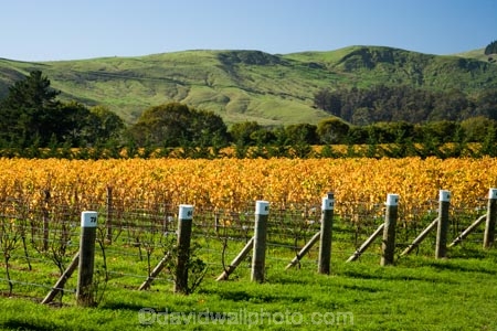 agricultural;agriculture;autuminal;autumn;autumn-colour;autumn-colours;autumnal;color;colors;colour;colours;country;countryside;crop;crops;cultivation;deciduous;fall;farm;farming;farmland;farms;field;fields;grape;grapes;grapevine;horticulture;Kotinga-Vineyard;Kotinga-Vineyards;leaf;leaves;Martinborough;Martinborough-Wineries;Martinborough-Winery;N.I.;N.Z.;New-Zealand;NI;North-Island;NZ;orange;Puruatanga-Road;row;rows;rural;season;seasonal;seasons;tree;trees;vine;vines;vineyard;vineyards;vintage;Wairarapa;wine;wineries;winery;wines;yellow