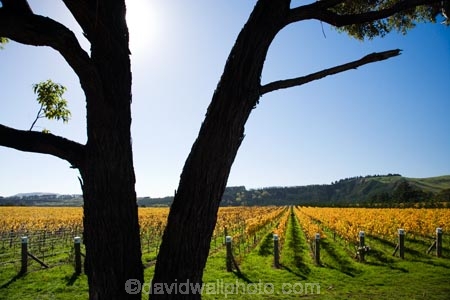 agricultural;agriculture;autuminal;autumn;autumn-colour;autumn-colours;autumnal;color;colors;colour;colours;country;countryside;crop;crops;cultivation;deciduous;fall;farm;farming;farmland;farms;field;fields;grape;grapes;grapevine;horticulture;Kotinga-Vineyard;Kotinga-Vineyards;leaf;leaves;Martinborough;Martinborough-Wineries;Martinborough-Winery;N.I.;N.Z.;New-Zealand;NI;North-Island;NZ;orange;Puruatanga-Road;row;rows;rural;season;seasonal;seasons;tree;trees;vine;vines;vineyard;vineyards;vintage;Wairarapa;wine;wineries;winery;wines;yellow