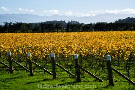agricultural;agriculture;autuminal;autumn;autumn-colour;autumn-colours;autumnal;color;colors;colour;colours;country;countryside;crop;crops;cultivation;deciduous;fall;farm;farming;farmland;farms;field;fields;grape;grapes;grapevine;horticulture;Kotinga-Vineyard;Kotinga-Vineyards;leaf;leaves;Martinborough;Martinborough-Wineries;Martinborough-Winery;N.I.;N.Z.;New-Zealand;NI;North-Island;NZ;orange;Puruatanga-Road;row;rows;rural;season;seasonal;seasons;tree;trees;vine;vines;vineyard;vineyards;vintage;Wairarapa;wine;wineries;winery;wines;yellow