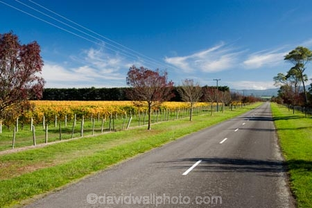agricultural;agriculture;autuminal;autumn;autumn-colour;autumn-colours;autumnal;color;colors;colour;colours;country;countryside;crop;crops;cultivation;deciduous;fall;farm;farming;farmland;farms;field;fields;grape;grapes;grapevine;horticulture;leaf;leaves;Martinborough;Martinborough-Wineries;Martinborough-Winery;N.I.;N.Z.;New-Zealand;NI;North-Island;NZ;orange;Puruatanga-Road;row;rows;rural;season;seasonal;seasons;tree;trees;vine;vines;vineyard;vineyards;vintage;Wairarapa;wine;wineries;winery;wines;yellow