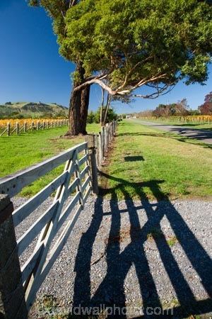 agricultural;agriculture;country;countryside;crop;crops;cultivation;farm;farming;farmland;farms;field;fields;grape;grapes;grapevine;horticulture;Kotinga-Vineyard;Kotinga-Vineyards;Martinborough;Martinborough-Wineries;Martinborough-Winery;N.I.;N.Z.;New-Zealand;NI;North-Island;NZ;Puruatanga-Road;row;rows;rural;vine;vines;vineyard;vineyards;vintage;Wairarapa;wine;wineries;winery;wines