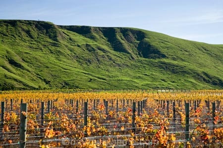agricultural;agriculture;autuminal;autumn;autumn-colour;autumn-colours;autumnal;color;colors;colour;colours;country;countryside;crop;crops;cultivation;deciduous;fall;farm;farming;farmland;farms;field;fields;grape;grapes;grapevine;horticulture;leaf;leaves;Martinborough;Martinborough-Wineries;Martinborough-Winery;N.I.;N.Z.;New-Zealand;NI;North-Island;NZ;orange;row;rows;rural;season;seasonal;seasons;Te-Hera-Estate-Vineyard;Te-Hera-Estate-Vineyards;tree;trees;vine;vines;vineyard;vineyards;vintage;Wairarapa;wine;wineries;winery;wines;yellow