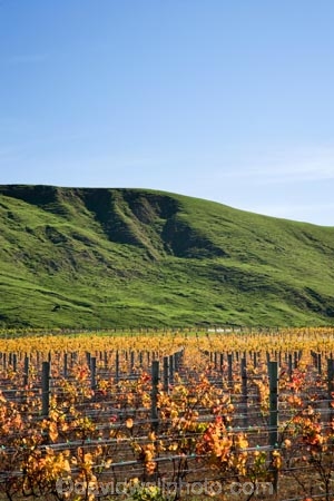 agricultural;agriculture;autuminal;autumn;autumn-colour;autumn-colours;autumnal;color;colors;colour;colours;country;countryside;crop;crops;cultivation;deciduous;fall;farm;farming;farmland;farms;field;fields;grape;grapes;grapevine;horticulture;leaf;leaves;Martinborough;Martinborough-Wineries;Martinborough-Winery;N.I.;N.Z.;New-Zealand;NI;North-Island;NZ;orange;row;rows;rural;season;seasonal;seasons;Te-Hera-Estate-Vineyard;Te-Hera-Estate-Vineyards;tree;trees;vine;vines;vineyard;vineyards;vintage;Wairarapa;wine;wineries;winery;wines;yellow