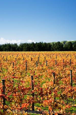 agricultural;agriculture;autuminal;autumn;autumn-colour;autumn-colours;autumnal;color;colors;colour;colours;country;countryside;crop;crops;cultivation;deciduous;fall;farm;farming;farmland;farms;field;fields;grape;grapes;grapevine;horticulture;leaf;leaves;Martinborough;Martinborough-Wineries;Martinborough-Winery;N.I.;N.Z.;New-Zealand;NI;North-Island;NZ;orange;row;rows;rural;season;seasonal;seasons;Te-Muna-Road;tree;trees;vine;vines;vineyard;vineyards;vintage;Wairarapa;wine;wineries;winery;wines;yellow