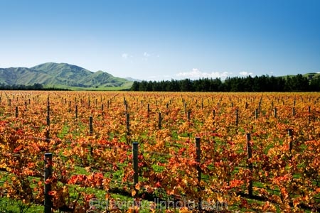 agricultural;agriculture;autuminal;autumn;autumn-colour;autumn-colours;autumnal;color;colors;colour;colours;country;countryside;crop;crops;cultivation;deciduous;fall;farm;farming;farmland;farms;field;fields;grape;grapes;grapevine;horticulture;leaf;leaves;Martinborough;Martinborough-Wineries;Martinborough-Winery;N.I.;N.Z.;New-Zealand;NI;North-Island;NZ;orange;row;rows;rural;season;seasonal;seasons;Te-Muna-Road;tree;trees;vine;vines;vineyard;vineyards;vintage;Wairarapa;wine;wineries;winery;wines;yellow
