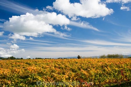 agricultural;agriculture;autuminal;autumn;autumn-colour;autumn-colours;autumnal;color;colors;colour;colours;country;countryside;crop;crops;cultivation;deciduous;fall;farm;farming;farmland;farms;field;fields;grape;grapes;grapevine;horticulture;leaf;leaves;Martinborough;Martinborough-Wineries;Martinborough-Winery;N.I.;N.Z.;New-Zealand;NI;North-Island;NZ;orange;Puruatanga-Road;row;rows;rural;season;seasonal;seasons;tree;trees;vine;vines;vineyard;vineyards;vintage;Wairarapa;wine;wineries;winery;wines;yellow