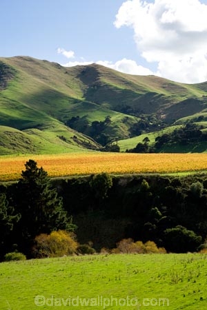 agricultural;agriculture;autuminal;autumn;autumn-colour;autumn-colours;autumnal;color;colors;colour;colours;country;countryside;crop;crops;cultivation;deciduous;fall;farm;farming;farmland;farms;field;fields;grape;grapes;grapevine;horticulture;leaf;leaves;Martinborough;Martinborough-Masterton-Road;Martinborough-Wineries;Martinborough-Winery;N.I.;N.Z.;New-Zealand;NI;North-Island;NZ;orange;row;rows;rural;season;seasonal;seasons;Springrock-Vineyard;Springrock-Vineyards;Te-Kairanga;Te-Kairanga-Vineyard;Te-Kairanga-Vineyards;Te-Kairanga-Wines;tree;trees;vine;vines;vineyard;vineyards;vintage;Wairarapa;Whangaehu-Valley;wine;wineries;winery;wines;yellow