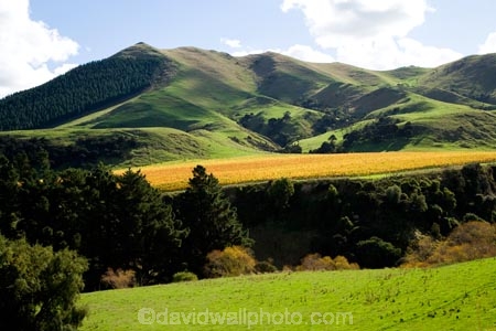 agricultural;agriculture;autuminal;autumn;autumn-colour;autumn-colours;autumnal;color;colors;colour;colours;country;countryside;crop;crops;cultivation;deciduous;fall;farm;farming;farmland;farms;field;fields;grape;grapes;grapevine;horticulture;leaf;leaves;Martinborough;Martinborough-Masterton-Road;Martinborough-Wineries;Martinborough-Winery;N.I.;N.Z.;New-Zealand;NI;North-Island;NZ;orange;row;rows;rural;season;seasonal;seasons;Springrock-Vineyard;Springrock-Vineyards;Te-Kairanga;Te-Kairanga-Vineyard;Te-Kairanga-Vineyards;Te-Kairanga-Wines;tree;trees;vine;vines;vineyard;vineyards;vintage;Wairarapa;Whangaehu-Valley;wine;wineries;winery;wines;yellow