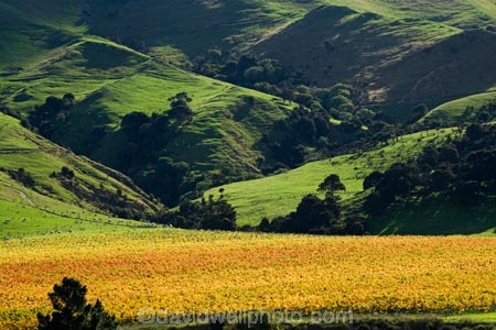 agricultural;agriculture;autuminal;autumn;autumn-colour;autumn-colours;autumnal;color;colors;colour;colours;country;countryside;crop;crops;cultivation;deciduous;fall;farm;farming;farmland;farms;field;fields;grape;grapes;grapevine;horticulture;leaf;leaves;Martinborough;Martinborough-Masterton-Road;Martinborough-Wineries;Martinborough-Winery;N.I.;N.Z.;New-Zealand;NI;North-Island;NZ;orange;row;rows;rural;season;seasonal;seasons;Springrock-Vineyard;Springrock-Vineyards;Te-Kairanga;Te-Kairanga-Vineyard;Te-Kairanga-Vineyards;Te-Kairanga-Wines;tree;trees;vine;vines;vineyard;vineyards;vintage;Wairarapa;Whangaehu-Valley;wine;wineries;winery;wines;yellow