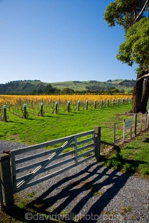 agricultural;agriculture;autuminal;autumn;autumn-colour;autumn-colours;autumnal;color;colors;colour;colours;country;countryside;crop;crops;cultivation;deciduous;fall;farm;farming;farmland;farms;field;fields;grape;grapes;grapevine;horticulture;Kotinga-Vineyard;Kotinga-Vineyards;leaf;leaves;Martinborough;Martinborough-Wineries;Martinborough-Winery;N.I.;N.Z.;New-Zealand;NI;North-Island;NZ;orange;Puruatanga-Road;row;rows;rural;season;seasonal;seasons;tree;trees;vine;vines;vineyard;vineyards;vintage;Wairarapa;wine;wineries;winery;wines;yellow