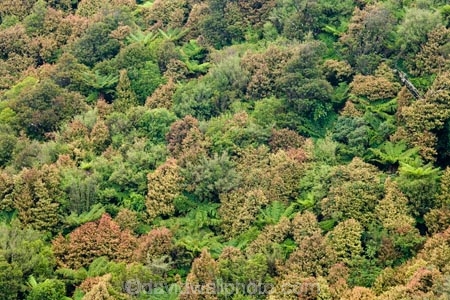 beautiful;beauty;bush;cyathea;endemic;fern;ferns;forest;forests;frond;fronds;green;Lower-North-Island;N.I.;N.Z.;native;native-bush;natives;natural;nature;New-Zealand;NI;North-Island;NZ;pittosporum;pittosporums;ponga;pongas;punga;pungas;Ruahine-Forest-Park;Ruahine-Range;Ruahine-Ranges;scene;scenic;Tararua;tree;tree-fern;tree-ferns;trees;wood;woods