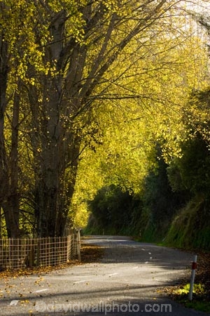 autuminal;autumn;autumn-colour;autumn-colours;autumnal;bend;bends;color;colors;colour;colours;corner;corners;deciduous;driving;fall;fence;fenceline;fencelines;fences;highway;highways;leaf;leaves;Mangaweka;N.I.;N.Z.;New-Zealand;NI;North-Island;NZ;open-road;open-roads;Rangitikei;road;road-trip;roads;season;seasonal;seasons;transport;transportation;travel;traveling;travelling;tree;trees;trip