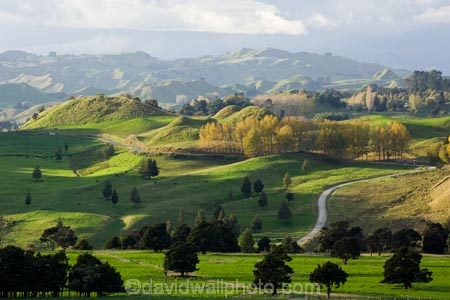 agricultural;agriculture;autuminal;autumn;autumn-colour;autumn-colours;autumnal;color;colors;colour;colours;country;countryside;deciduous;fall;farm;farming;farmland;farms;field;fields;Kawhatau-Valley;leaf;leaves;meadow;meadows;N.I.;N.Z.;New-Zealand;NI;North-Island;NZ;paddock;paddocks;pasture;pastures;Rangitikei;rural;season;seasonal;seasons;tree;trees;valley;valleys