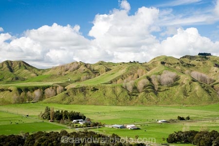 agricultural;agriculture;country;countryside;farm;farming;farmland;farms;field;fields;Mangaweka;meadow;meadows;N.I.;N.Z.;New-Zealand;NI;North-Island;NZ;paddock;paddocks;pasture;pastures;Rangitikei;rural