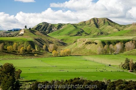 agricultural;agriculture;autuminal;autumn;autumn-colour;autumn-colours;autumnal;color;colors;colour;colours;country;countryside;deciduous;fall;farm;farming;farmland;farms;field;fields;leaf;leaves;Mangaweka;meadow;meadows;N.I.;N.Z.;New-Zealand;NI;North-Island;NZ;paddock;paddocks;pasture;pastures;Rangitikei;rural;season;seasonal;seasons;tree;trees