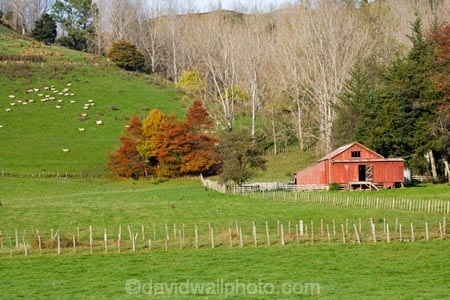 agricultural;agriculture;autuminal;autumn;autumn-colour;autumn-colours;autumnal;color;colors;colour;colours;country;countryside;deciduous;fall;farm;Farm-Building;Farm-Buildings;Farm-Shed;Farm-Sheds;farming;farmland;farms;fence;fenceline;fencelines;fences;field;fields;Kawhatau-Valley;leaf;leaves;meadow;meadows;N.I.;N.Z.;New-Zealand;NI;North-Island;NZ;paddock;paddocks;pasture;pastures;Rangitikei;rural;season;seasonal;seasons;Shearing-Shed;Shearing-Sheds;Sheep-Shed;Sheep-Sheds;tree;trees;Wool-Shed;Wool-Sheds