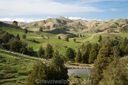 agricultural;agriculture;Bells-Junction;Central-North-Island;Central-Plateau;country;countryside;farm;farming;farmland;farms;field;fields;meadow;meadows;N.I.;N.Z.;near-Waiouru;New-Zealand;NI;North-Island;NZ;Owhakura-Road;paddock;paddocks;pasture;pastures;Rangitikei-District;Ruapehu-District;rural;sheep;stock
