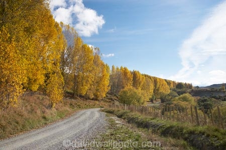 autuminal;autumn;autumn-colour;autumn-colours;autumnal;Central-North-Island;color;colors;colour;colours;countryside;deciduous;fall;gravel-road;gravel-roads;leaf;leaves;metal-road;metal-roads;metalled-road;metalled-roads;N.I.;N.Z.;New-Zealand;NI;North-Island;NZ;Rangitikei-District;road;roads;Ruanui;Ruanui-Road;rural;season;seasonal;seasons;tree;trees