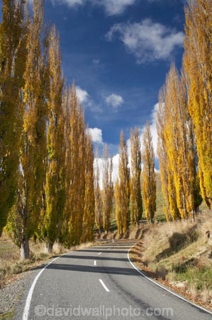 autuminal;autumn;autumn-colour;autumn-colours;autumnal;bend;bends;Central-North-Island;centre-line;centre-lines;centre_line;centre_lines;centreline;centrelines;color;colors;colour;colours;corner;corners;deciduous;driving;fall;leaf;leaves;N.I.;N.Z.;New-Zealand;NI;North-Island;NZ;open-road;open-roads;poplar;poplar-tree;poplar-trees;poplars;Rangitikei-District;road;road-trip;roads;Ruanui;Ruanui-Road;season;seasonal;seasons;transport;transportation;travel;traveling;travelling;tree;trees;trip