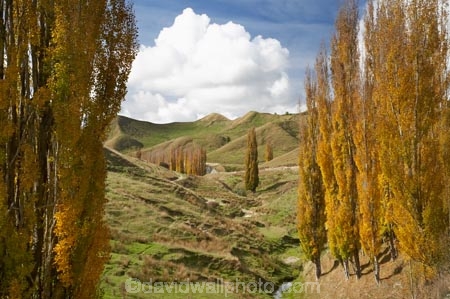 agricultural;agriculture;autuminal;autumn;autumn-colour;autumn-colours;autumnal;Central-North-Island;color;colors;colour;colours;country;countryside;deciduous;fall;farm;farming;farmland;farms;field;fields;leaf;leaves;meadow;meadows;N.I.;N.Z.;New-Zealand;NI;North-Island;NZ;paddock;paddocks;pasture;pastures;poplar;poplar-tree;poplar-trees;poplars;Rangitikei-District;rural;season;seasonal;seasons;tree;trees