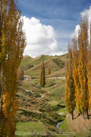 agricultural;agriculture;autuminal;autumn;autumn-colour;autumn-colours;autumnal;Central-North-Island;color;colors;colour;colours;country;countryside;deciduous;fall;farm;farming;farmland;farms;field;fields;leaf;leaves;meadow;meadows;N.I.;N.Z.;New-Zealand;NI;North-Island;NZ;paddock;paddocks;pasture;pastures;poplar;poplar-tree;poplar-trees;poplars;Rangitikei-District;rural;season;seasonal;seasons;tree;trees
