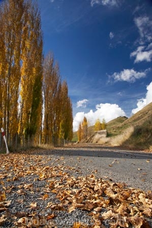 autuminal;autumn;autumn-colour;autumn-colours;autumnal;bend;bends;Central-North-Island;color;colors;colour;colours;corner;corners;deciduous;driving;fall;leaf;leaves;N.I.;N.Z.;New-Zealand;NI;North-Island;NZ;open-road;open-roads;poplar;poplar-tree;poplar-trees;poplars;Rangitikei-District;road;road-trip;roads;Ruanui;Ruanui-Road;season;seasonal;seasons;transport;transportation;travel;traveling;travelling;tree;trees;trip