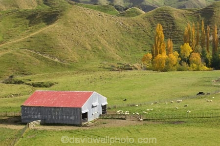 agricultural;agriculture;autuminal;autumn;autumn-colour;autumn-colours;autumnal;Central-North-Island;color;colors;colour;colours;country;countryside;deciduous;fall;farm;Farm-Building;Farm-Buildings;Farm-Shed;Farm-Sheds;farming;farmland;farms;field;fields;leaf;leaves;meadow;meadows;N.I.;N.Z.;New-Zealand;NI;North-Island;NZ;paddock;paddocks;pasture;pastures;poplar;poplar-tree;poplar-trees;poplars;Rangitikei-District;Ruanui;rural;season;seasonal;seasons;Shearing-Shed;Shearing-Sheds;sheep;Sheep-Shed;Sheep-Sheds;stock;tree;trees;Wool-Shed;Wool-Sheds