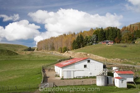 agricultural;agriculture;autuminal;autumn;autumn-colour;autumn-colours;autumnal;Central-North-Island;color;colors;colour;colours;country;countryside;deciduous;fall;farm;Farm-Building;Farm-Buildings;Farm-Shed;Farm-Sheds;farming;farmland;farms;field;fields;leaf;leaves;Mataroa;meadow;meadows;N.I.;N.Z.;near-Taihape;New-Zealand;NI;North-Island;NZ;paddock;paddocks;pasture;pastures;Rangitikei-District;rural;season;seasonal;seasons;Shearing-Shed;Shearing-Sheds;Sheep-Shed;Sheep-Sheds;tree;trees;Wool-Shed;Wool-Sheds