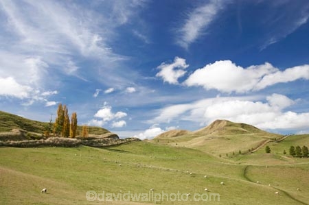 agricultural;agriculture;autuminal;autumn;autumn-colour;autumn-colours;autumnal;Central-North-Island;country;countryside;Erewhon-Station;fall;farm;farming;farmland;farms;field;fields;meadow;meadows;N.I.;N.Z.;Napier-_-Taihape-Road;New-Zealand;NI;North-Island;NZ;paddock;paddocks;pasture;pastures;Rangitikei-District;rural;season;seasonal;seasons