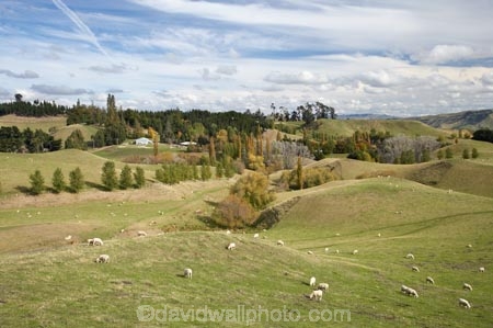 agricultural;agriculture;autuminal;autumn;autumn-colour;autumn-colours;autumnal;Central-North-Island;country;countryside;Erewhon-Station;fall;farm;farming;farmland;farms;field;fields;meadow;meadows;N.I.;N.Z.;Napier-_-Taihape-Road;New-Zealand;NI;North-Island;NZ;paddock;paddocks;pasture;pastures;Rangitikei-District;rural;season;seasonal;seasons