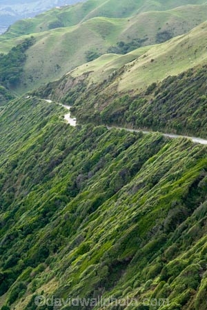 bend;bends;bush;corner;corners;curve;curves;driving;highway;highways;Kapiti-Coast;N.Z.;native-bush;New-Zealand;North-Is;North-Is.;North-Island;NZ;open-road;open-roads;Paekakariki;Paekakariki-Hill;Road;road-trip;roads;transport;transportation;travel;traveling;travelling;trip;Wind_blown-Bush
