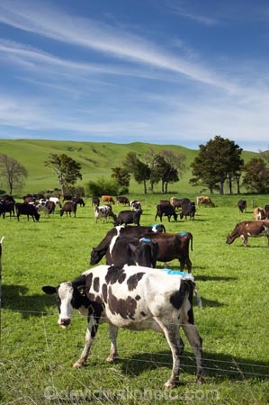 agricultural;agriculture;animal;animals;calves;cattle;country;countryside;cow;cows;dairy;dairy-cow;dairy-cows;dairy-farm;dairy-farms;farm;farming;farmland;farms;field;fields;grass;grassy;Herbivore;Herbivores;Herbivorous;horn;horns;Livestock;mammal;mammals;meadow;meadows;N.I.;N.Z.;new-zealand;NI;North-Is;North-Island;NZ;paddock;paddocks;pasture;pastures;rural;spring;stock;Tararua-District;Wairarapa
